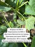 Продам огурцы, местные из фермы, 100% вырасщены без химии.