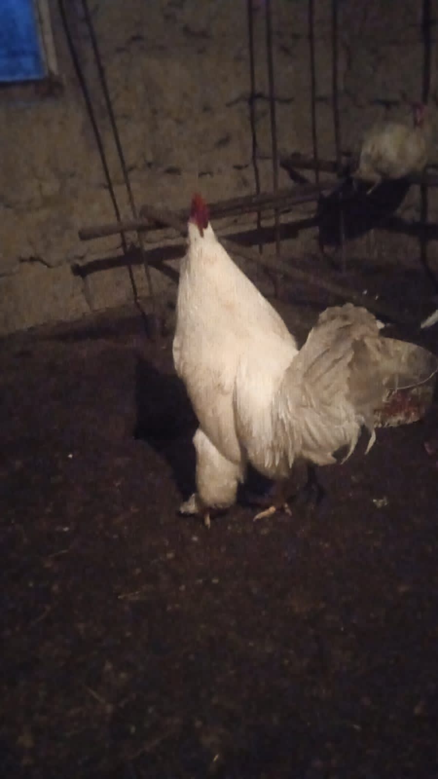 Продам двух молодых петухов.