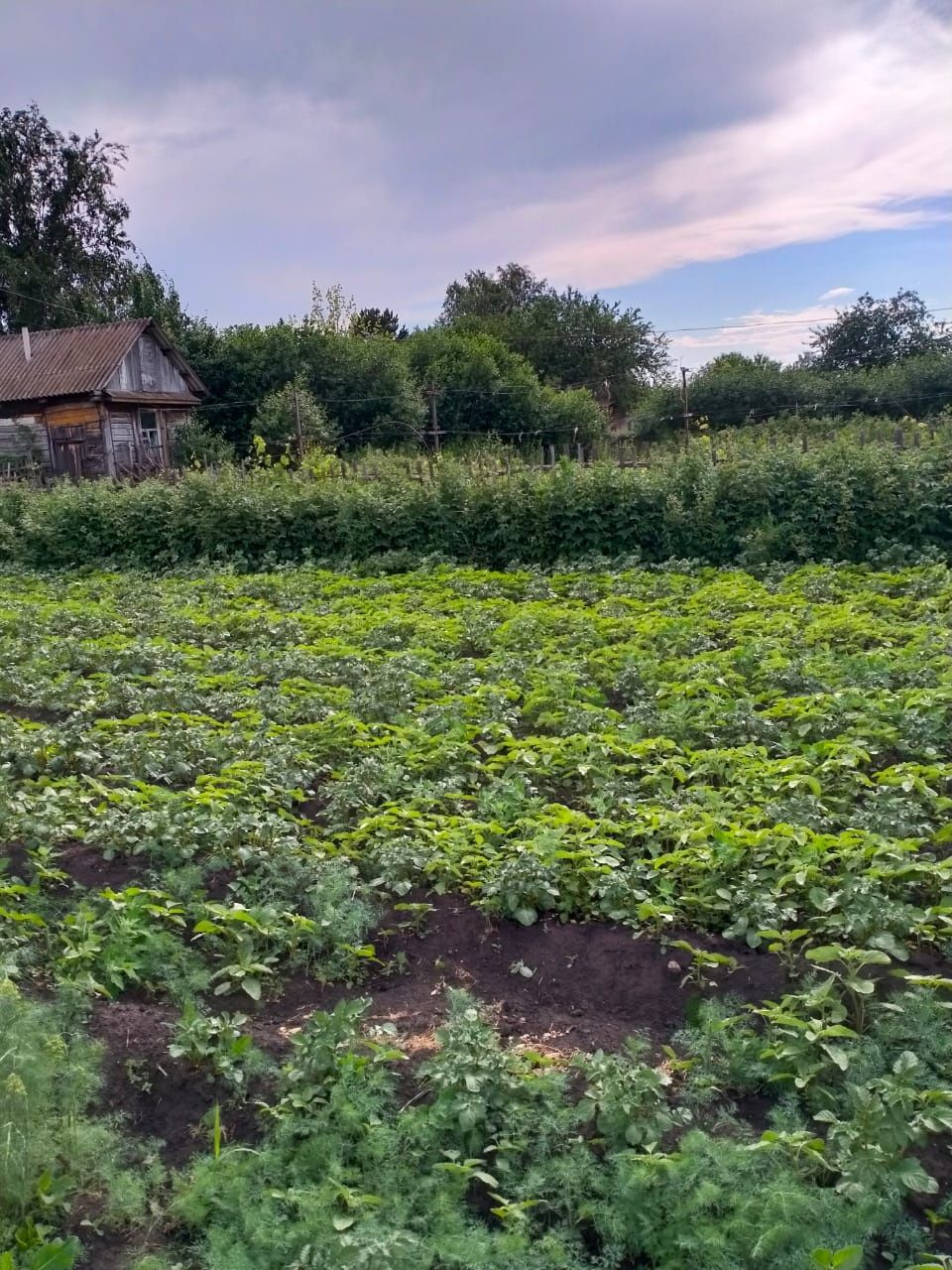 Продам дачу с/о Вишенка