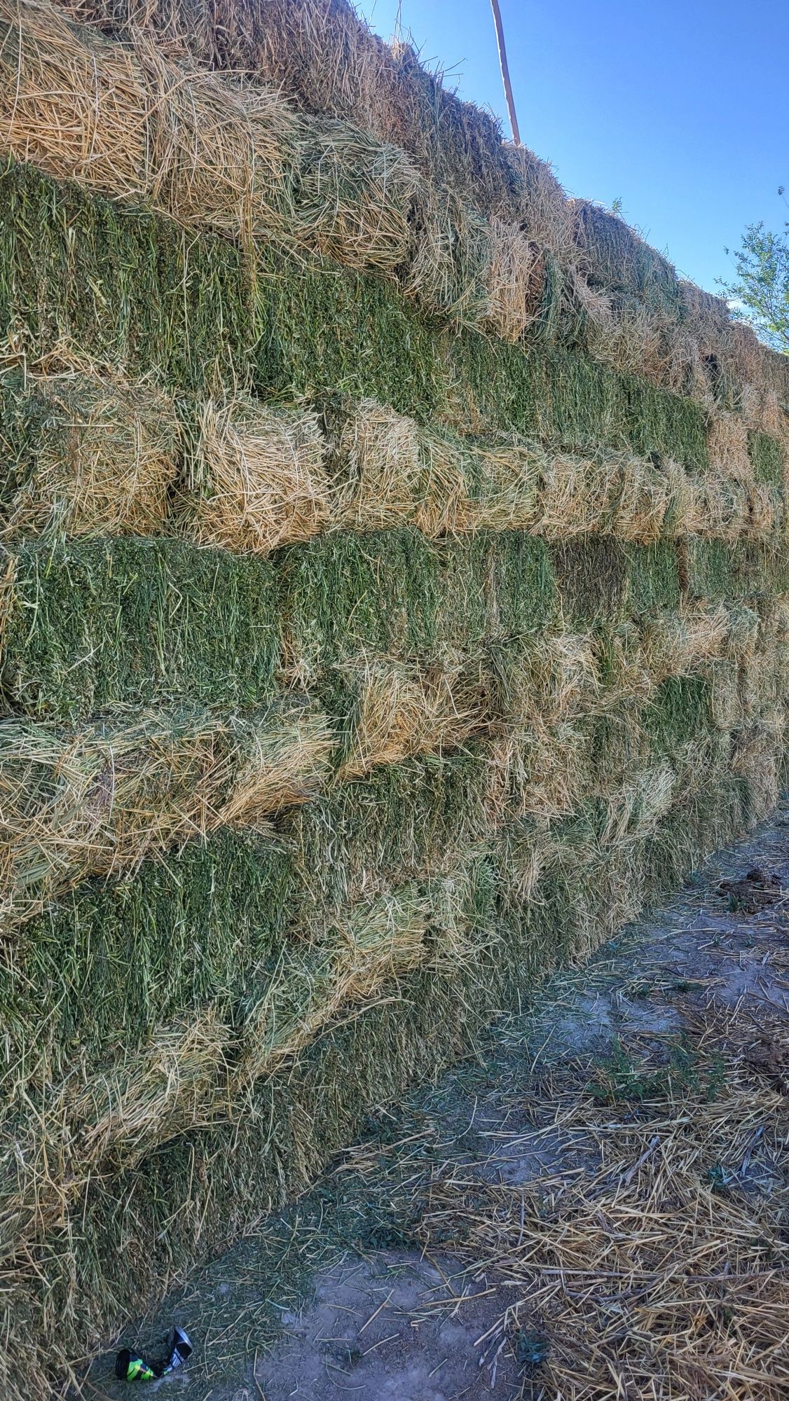 Жоңышқа (люцерна)