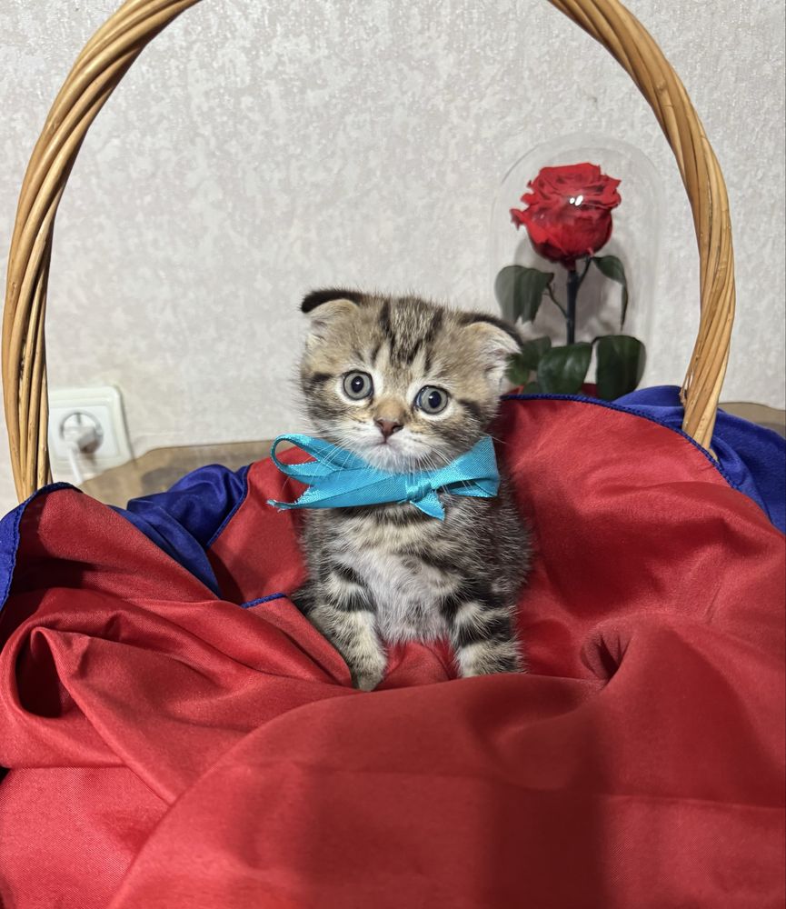 Британские котята
