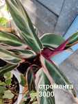 Продам комнатные растения