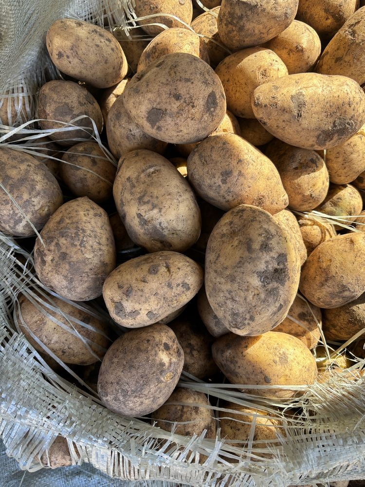 Продам картофель отправка в любой регион сорт Гала