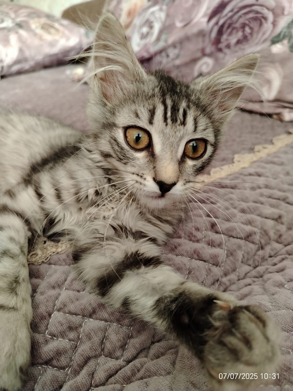 Котенок  девочка