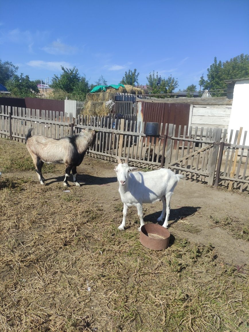 Продам белую дойную зааненскую козу
