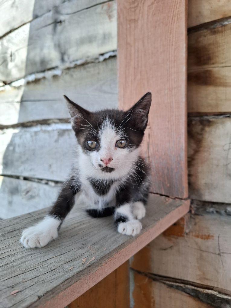 Отдам котят в добрые руки