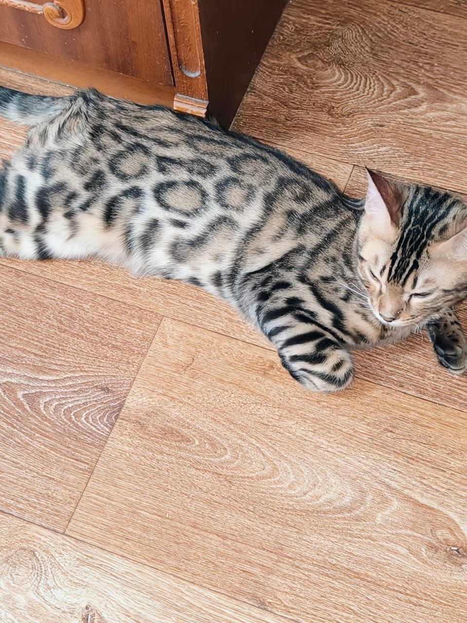 Бенгальские котики