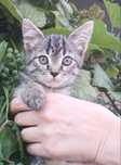 Отдам котёнка в хорошие руки