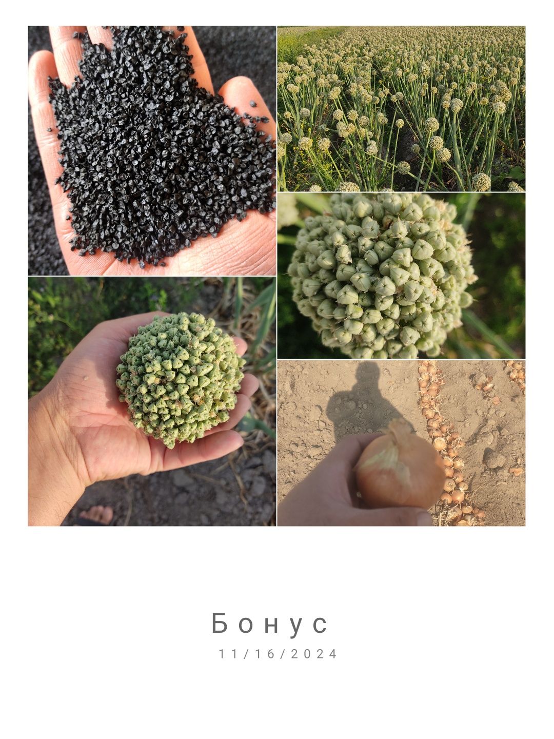 Продам семена лука