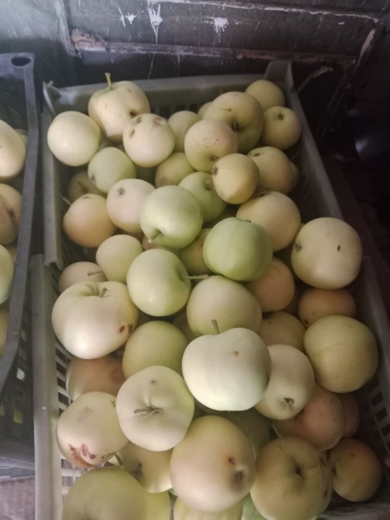 Продам яблоки белые налив