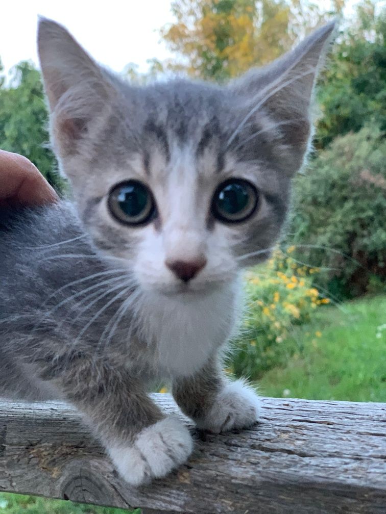 Котята с гарантией