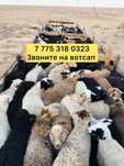 Продаю молодых баран писать вацап