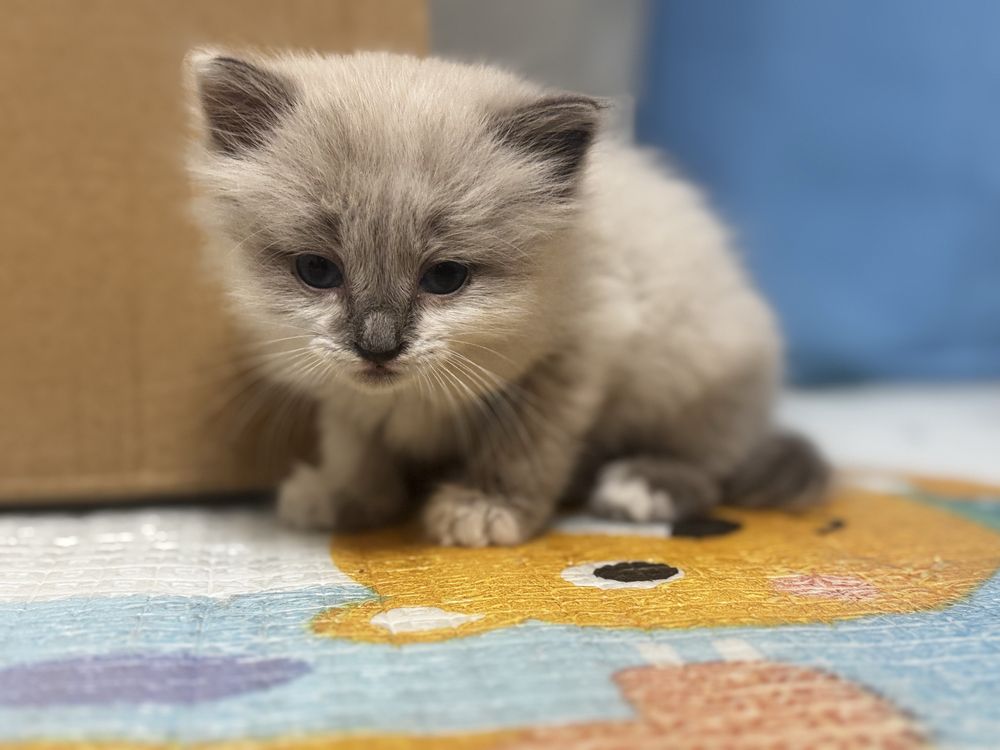 Отдам котенка в добрые руки