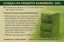 Голландиялык Жонышка (Люцерна голландская)  с доставкой