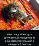 Котята отдадим хорошие руки