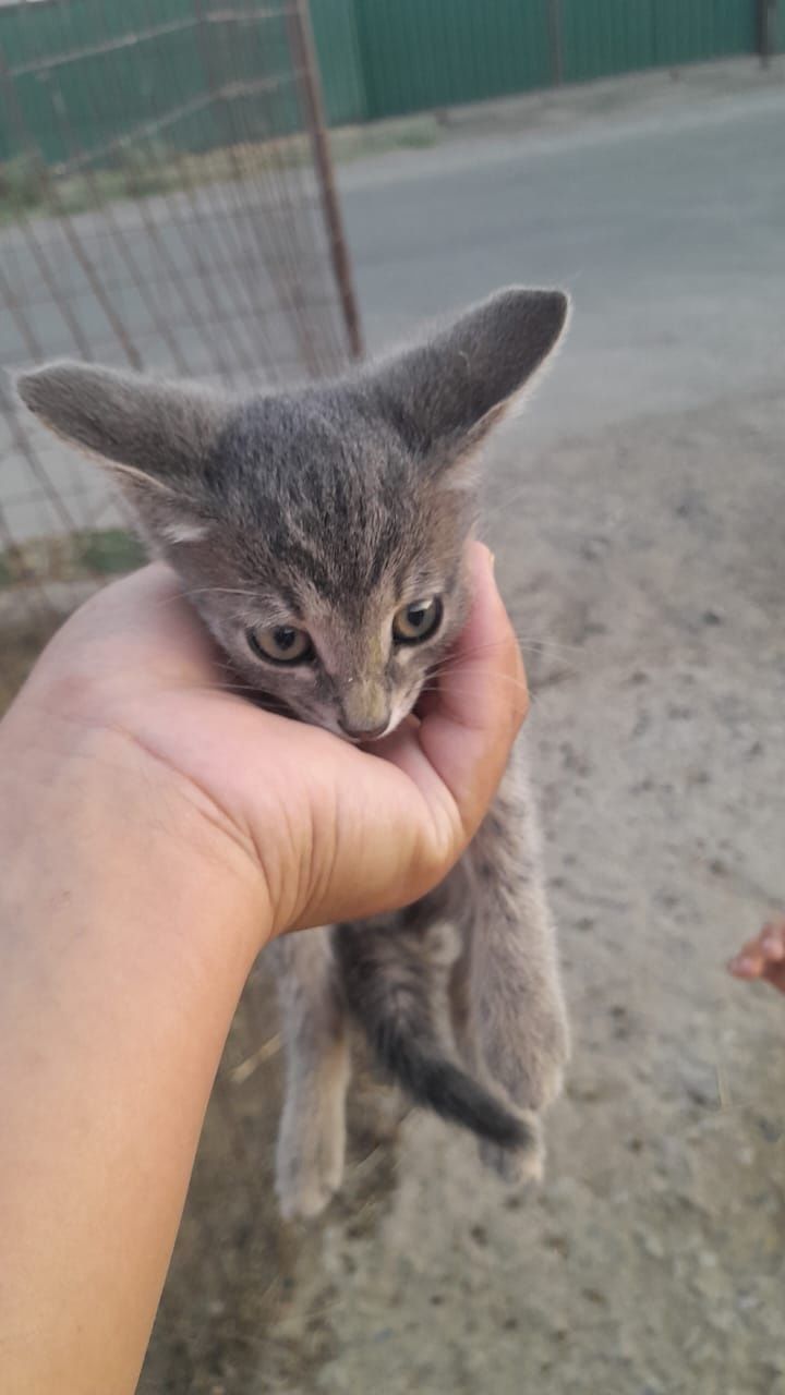Мысык котята породистый