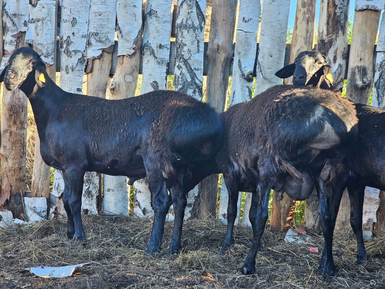 Бараны,Кошкары,кошкарчики гиссары продам породистых гиссаров