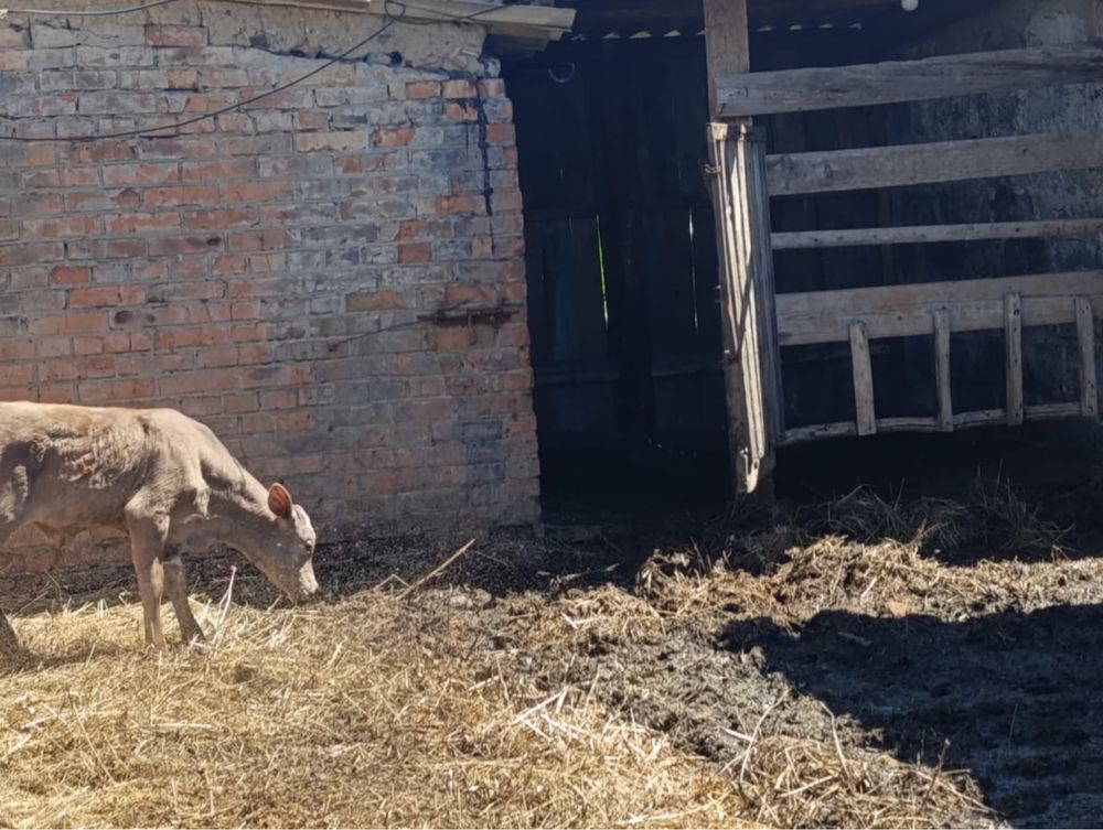 Продам телят. Телочка и бычки