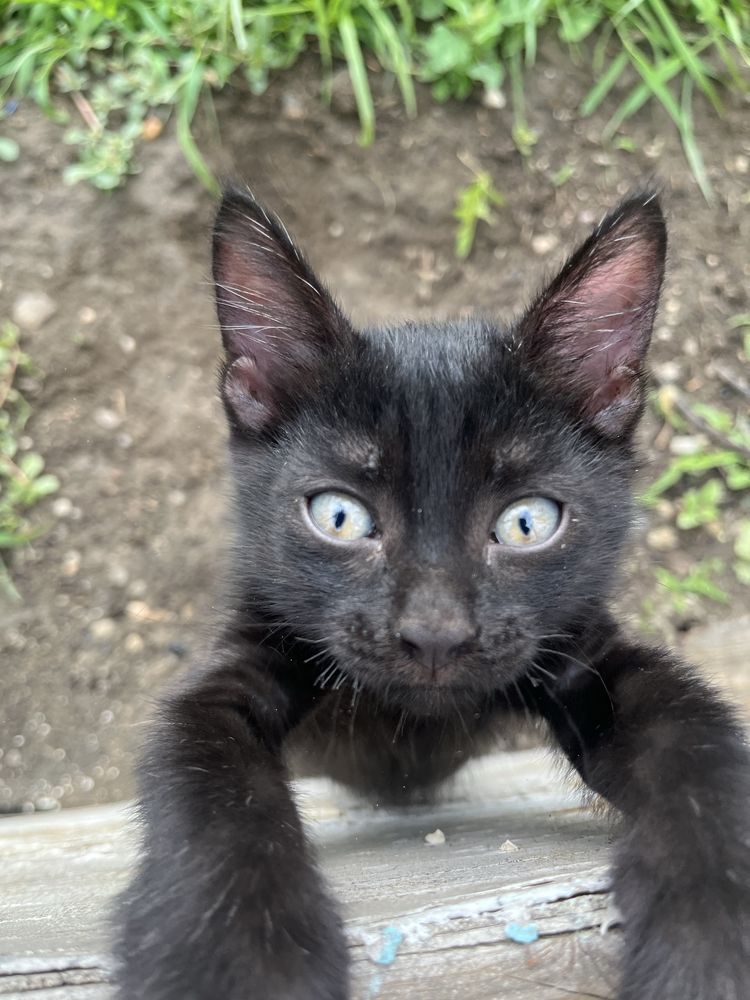 Отдам котяты бесплатно