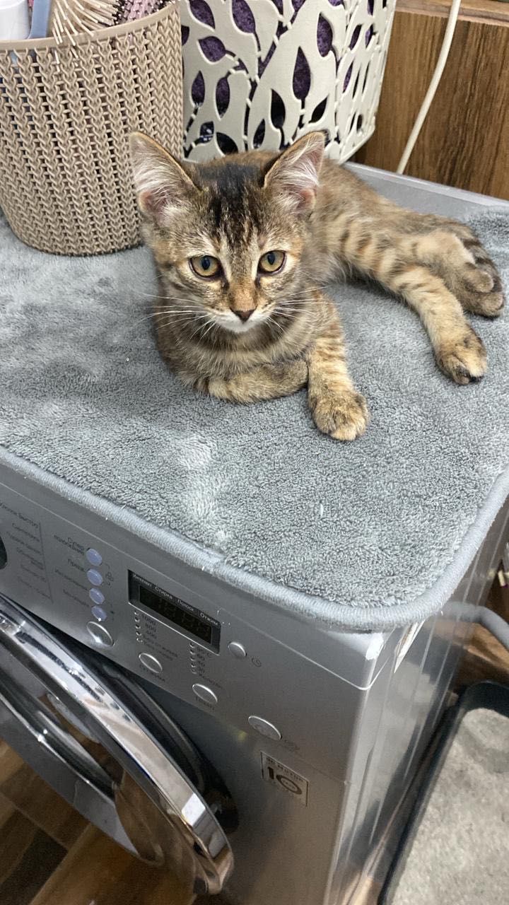 Кошечка ищет дом