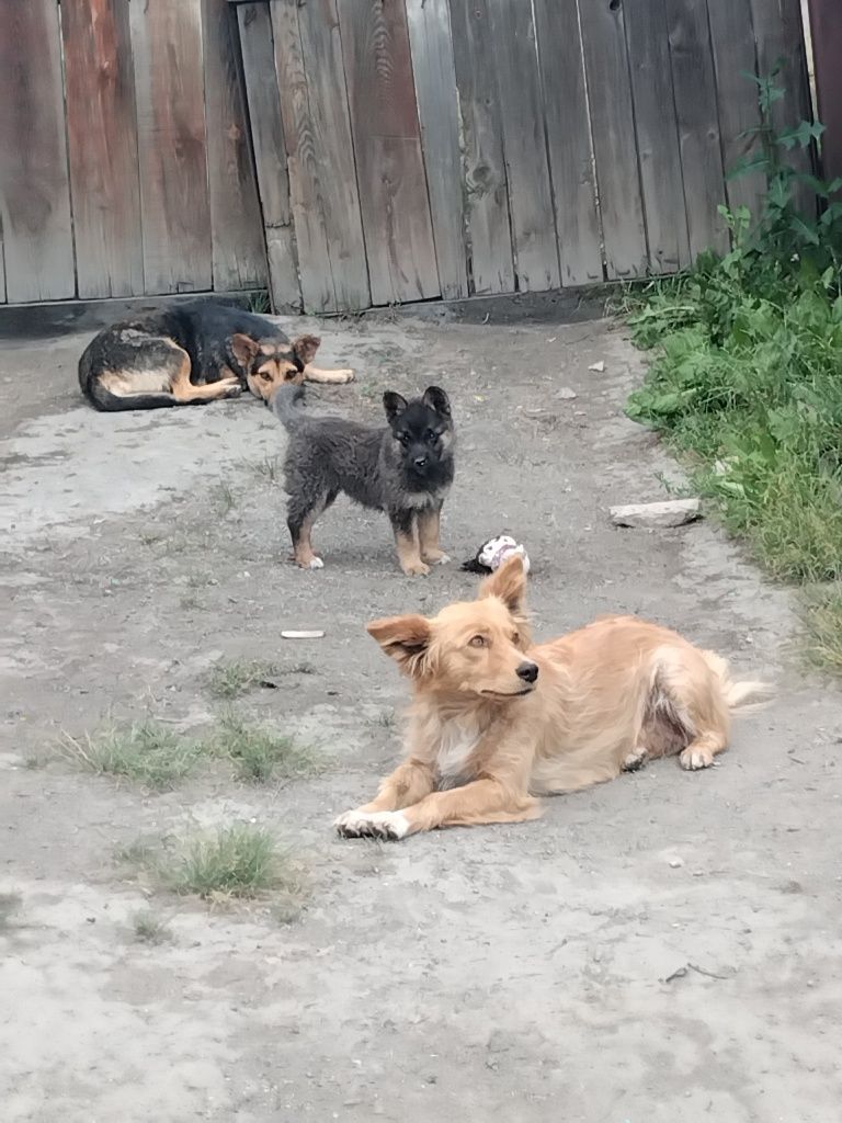 Отдам щенка девочку