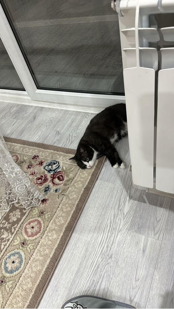 Отдам кошку в добрые руки!