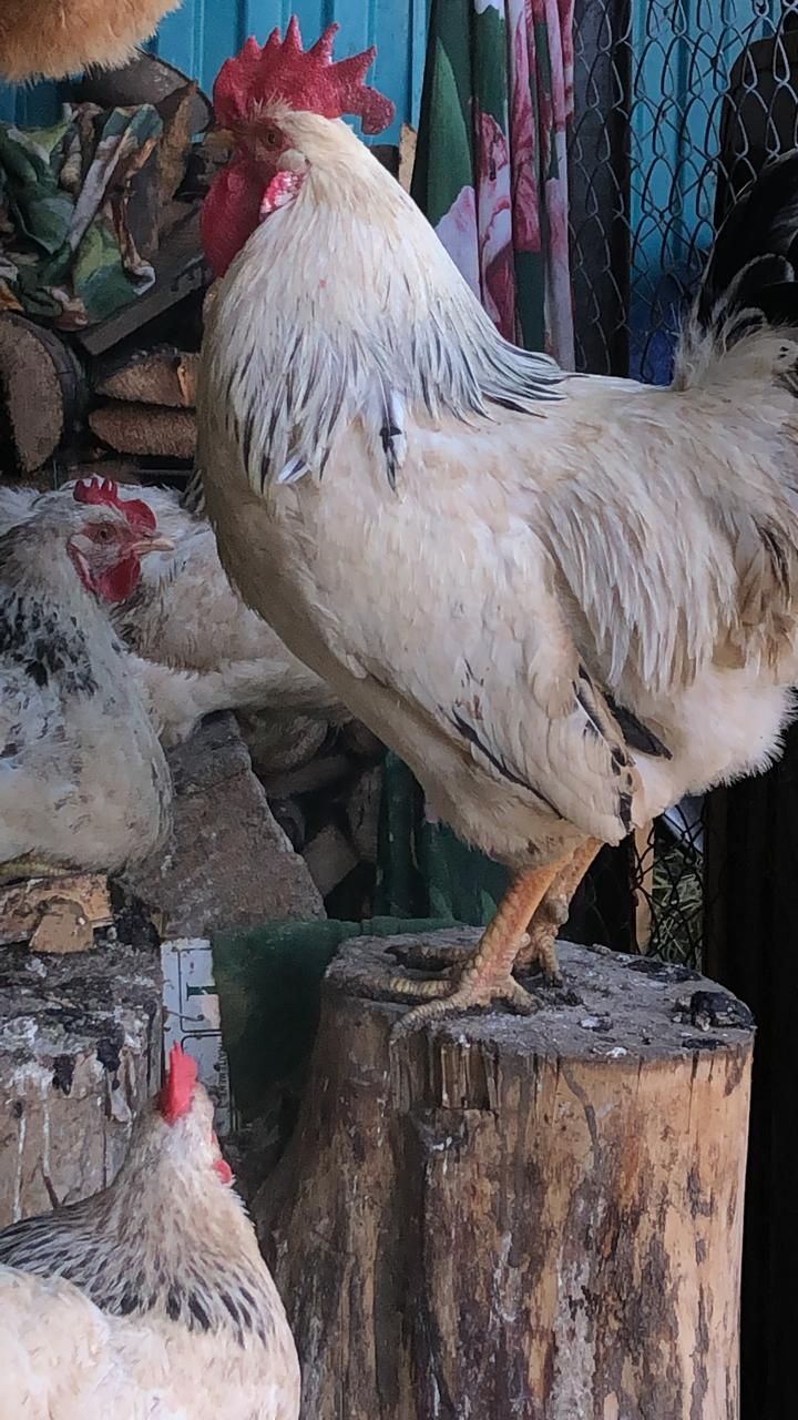 Куры петухи ,домашняя птица