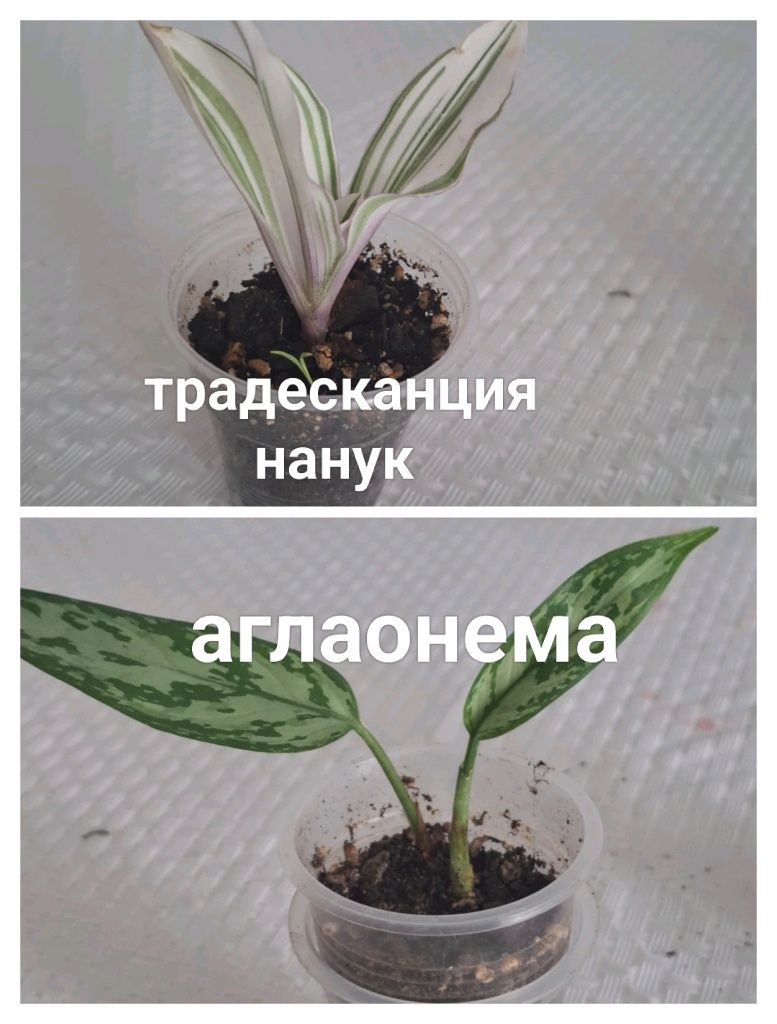 Продам комнатные растения