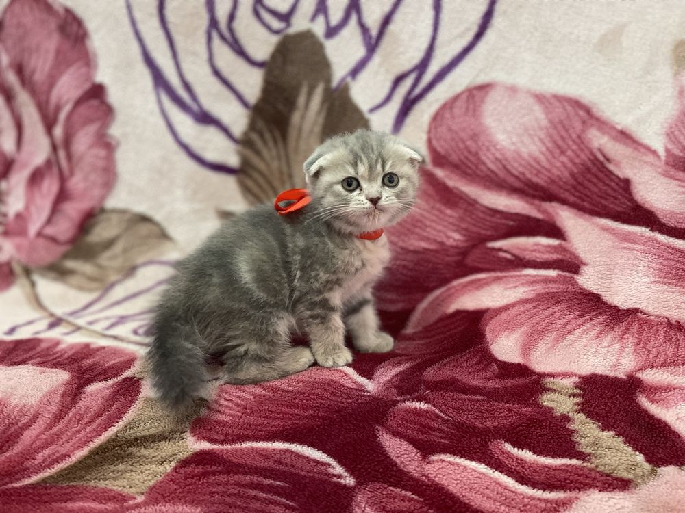 Шотландские котята в продаже