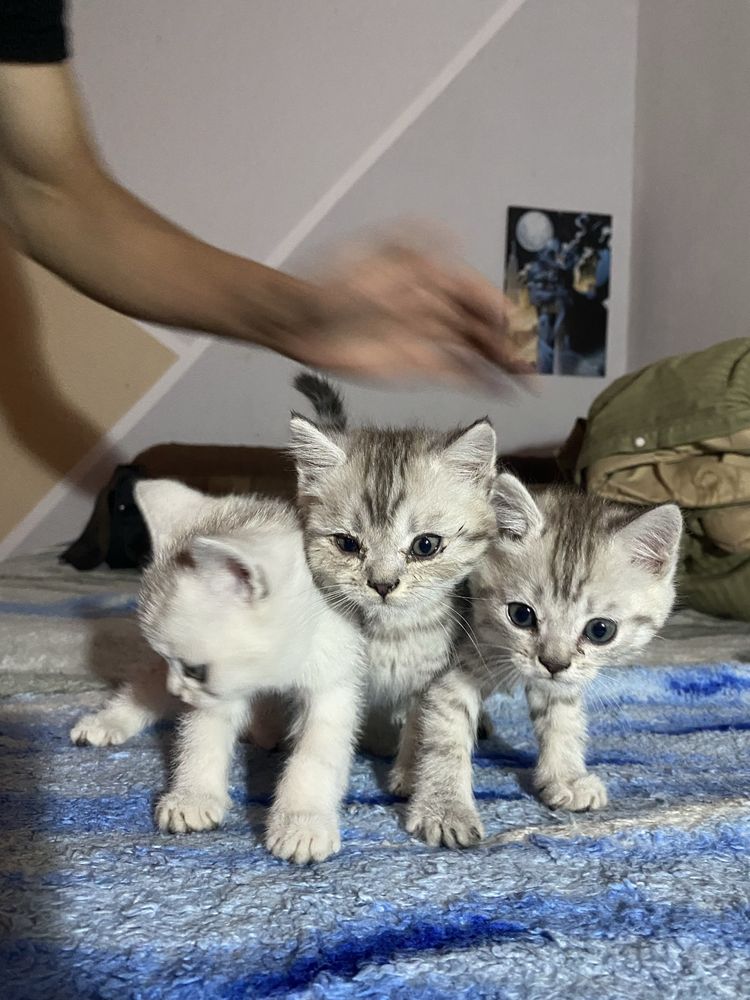 Продаются котята паролистые