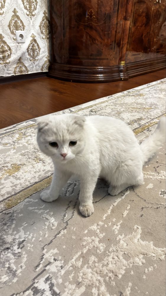 Продам кошку пародистую