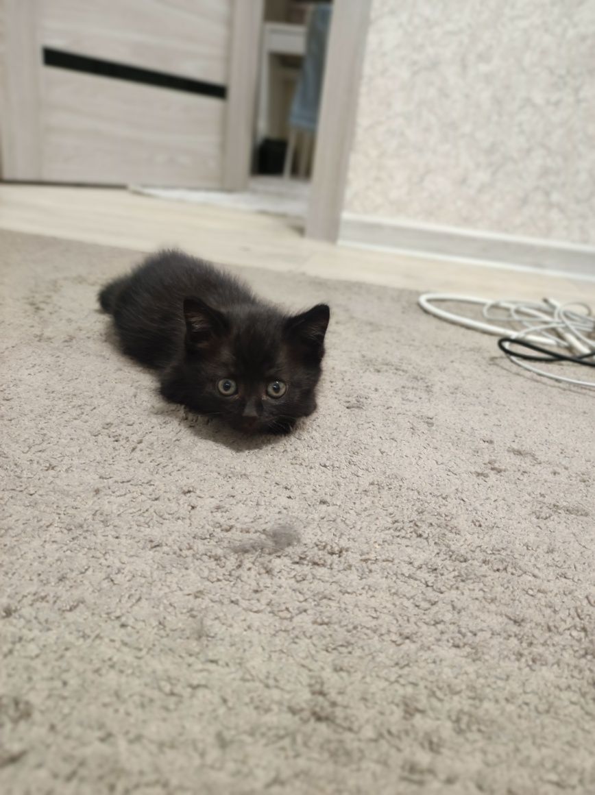 Котенок в добрые руки