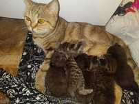 Котята , в добрые руки!