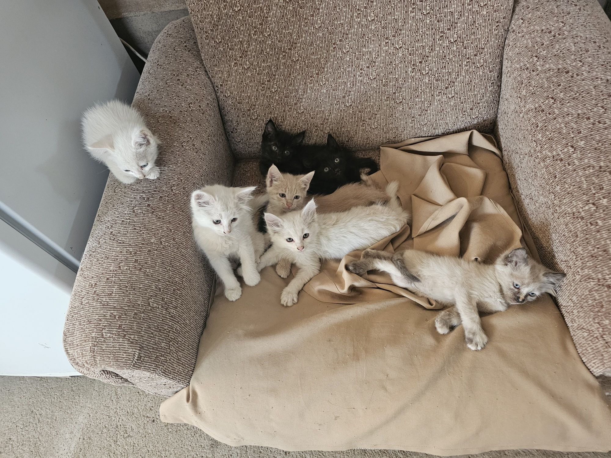 Отдам котят в хорошие руки