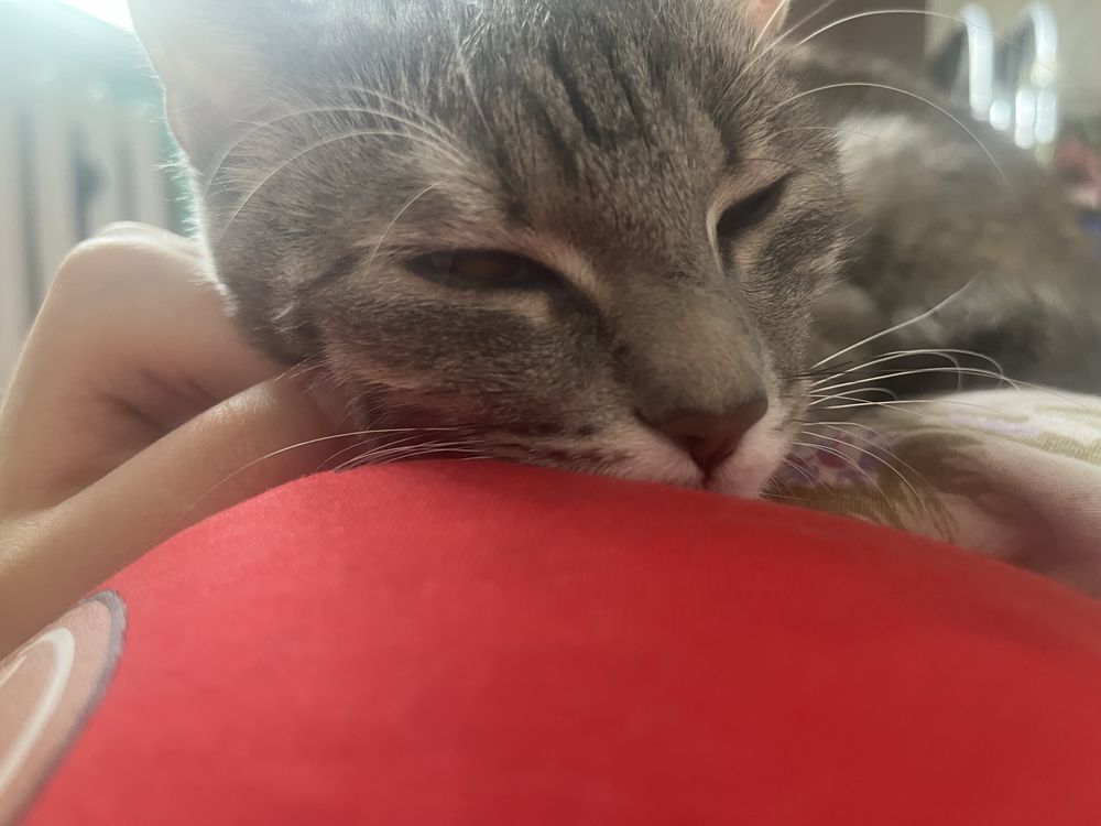 Кошка, 9 месяцев, в добрые руки