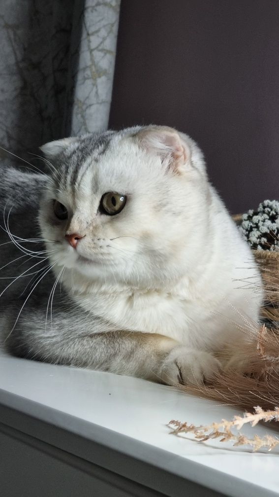 кот для вязки британский шиншила