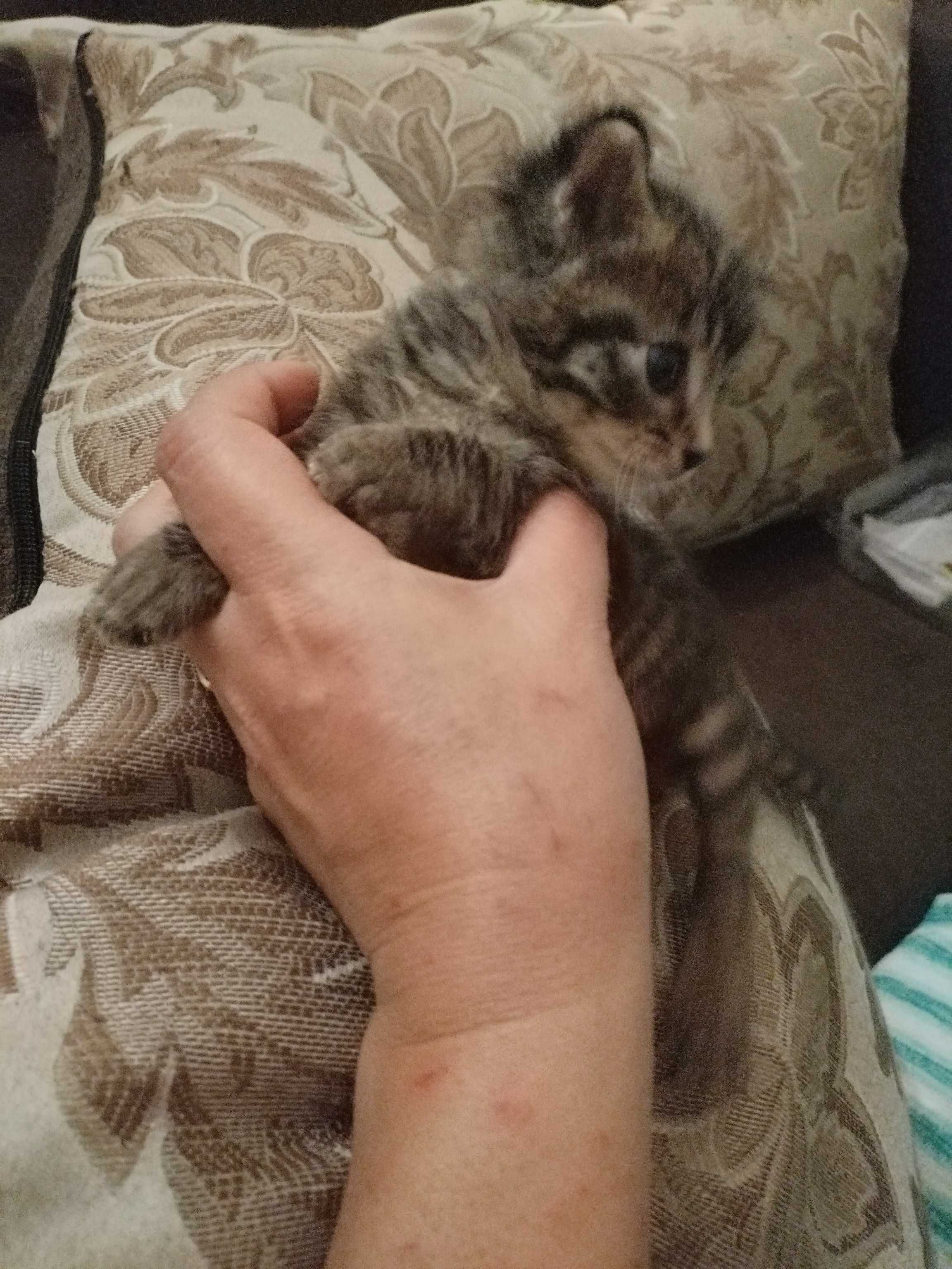 Прекрасные Котята в добрые руки