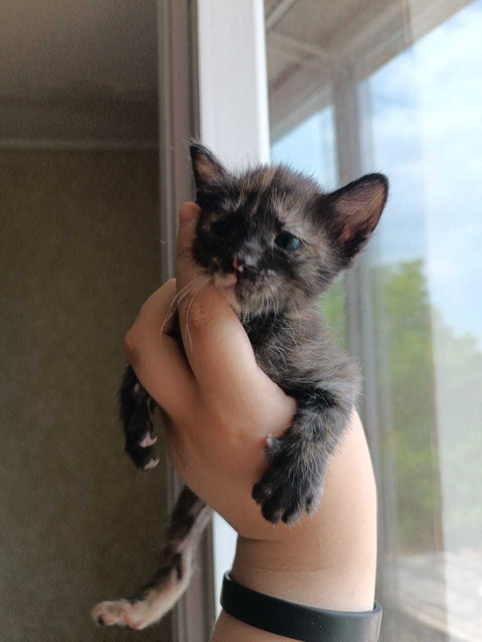 Котенок девочка отдам