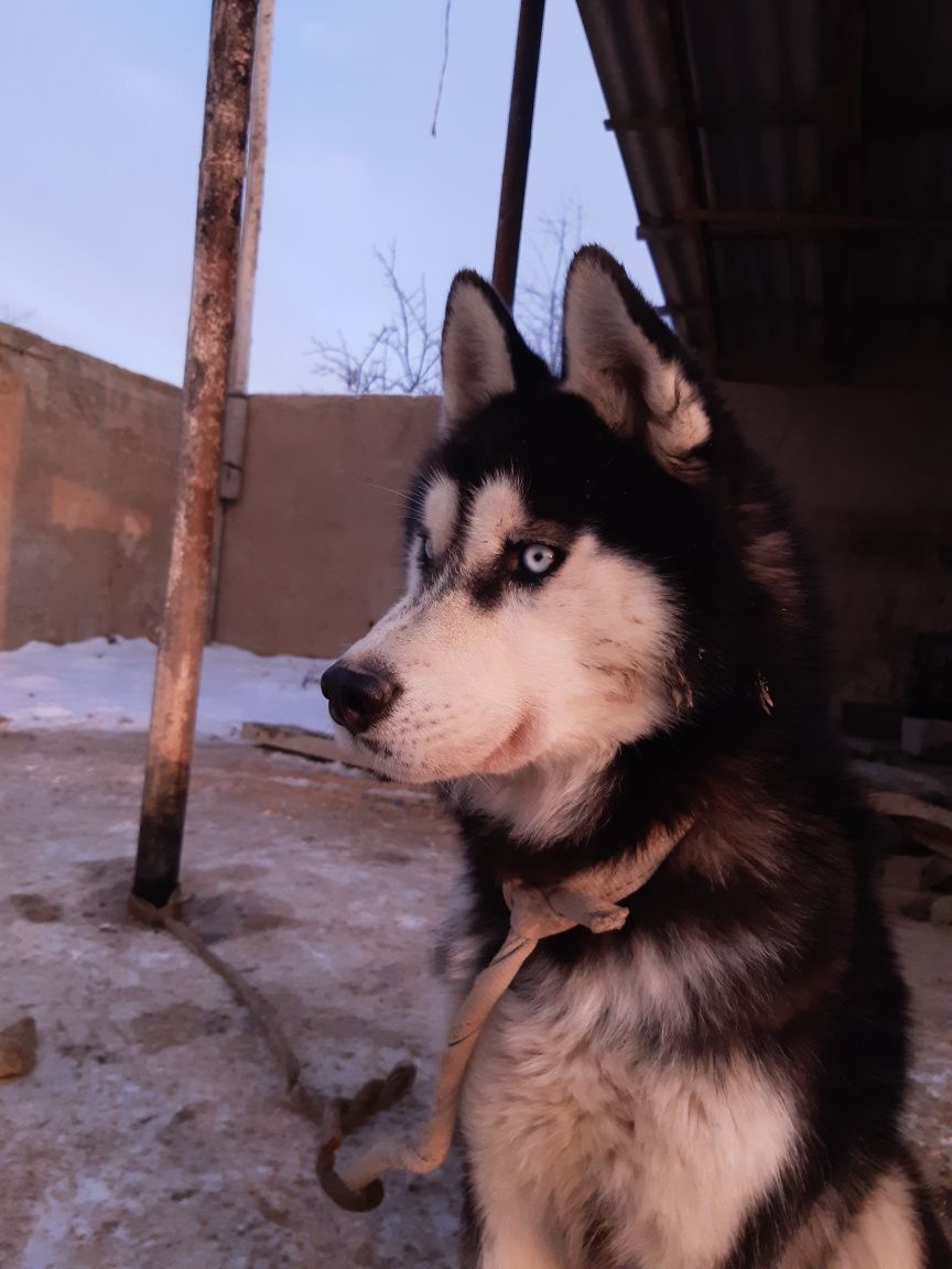Продам собаку (хаски)