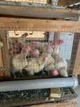 Куры несушки продам