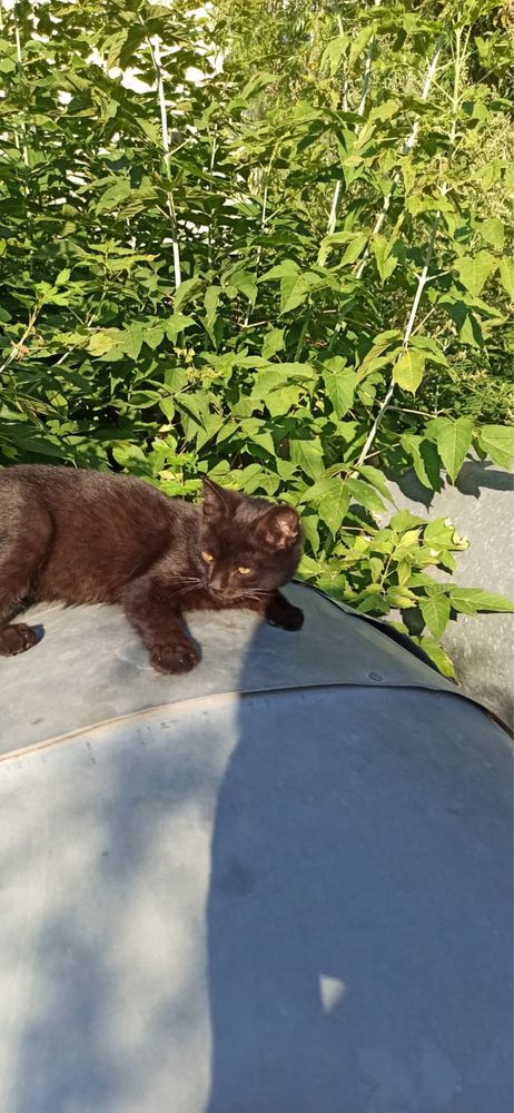 Котята в добрые руки.