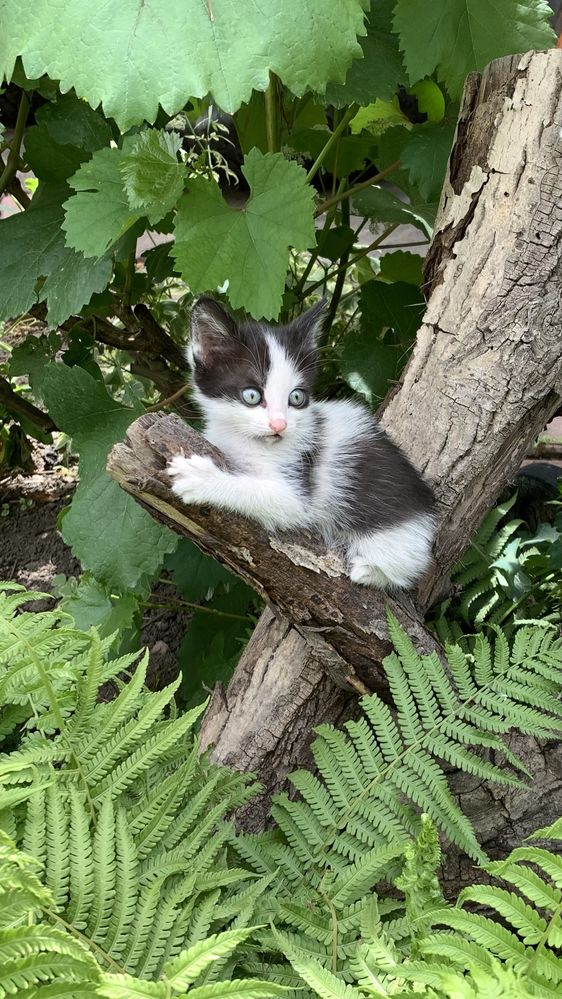 Котята от кошки мышеловки и крысоловки