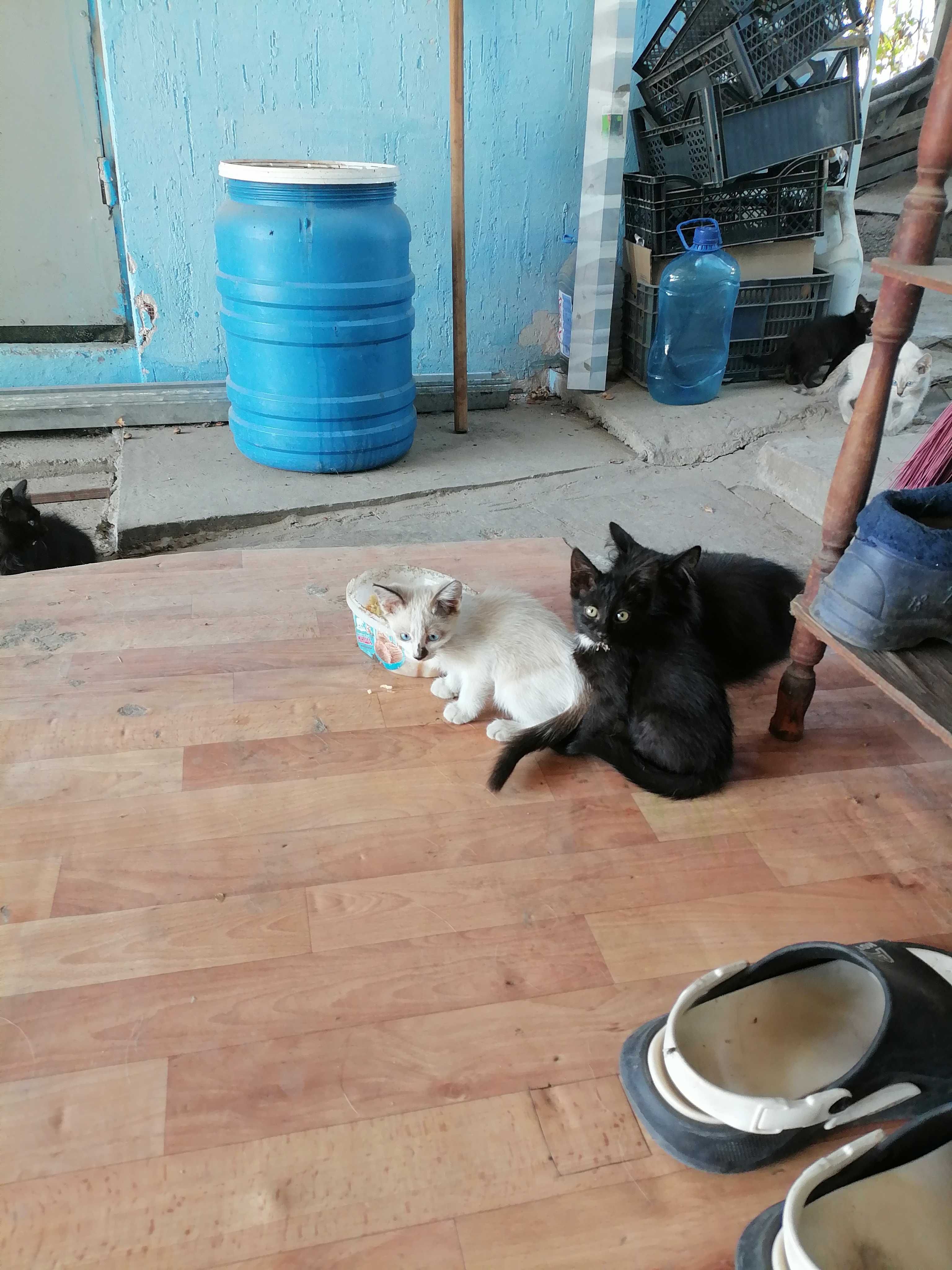 Отдам котят два месяца .