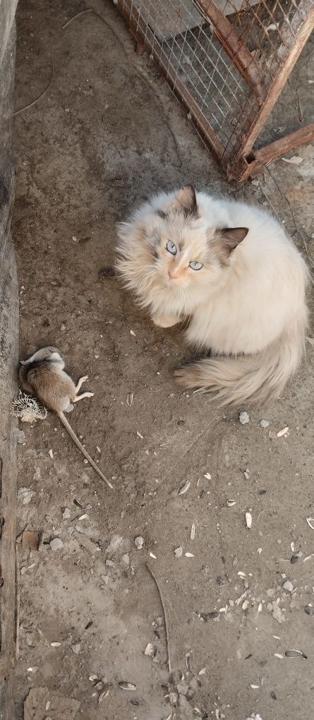 Котята крысоловы