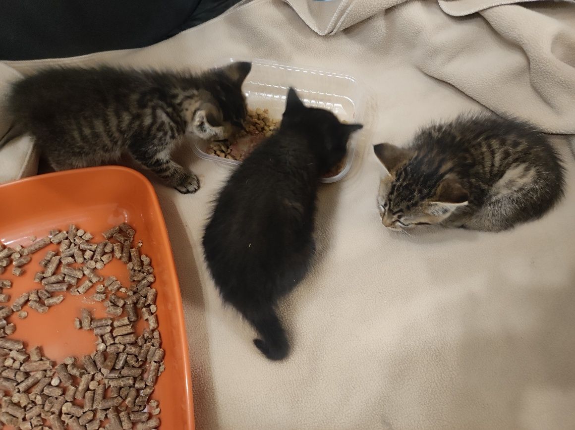 Котята в добрые руки