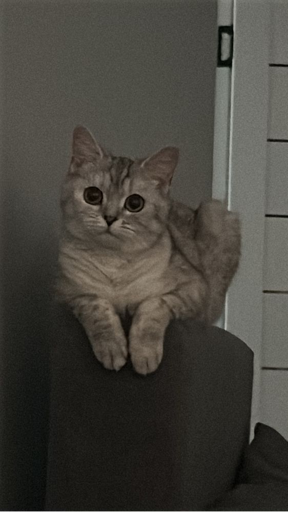 кошка шотландсткая