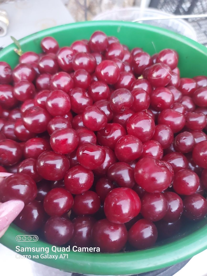 Продам домашнюю вишню