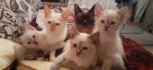 Отдам котят сиамские