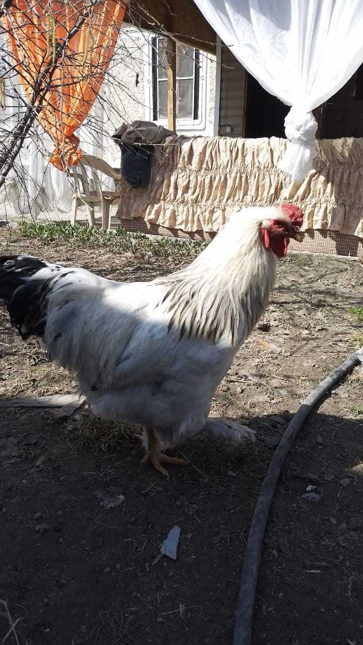Продам Петухов молодых
