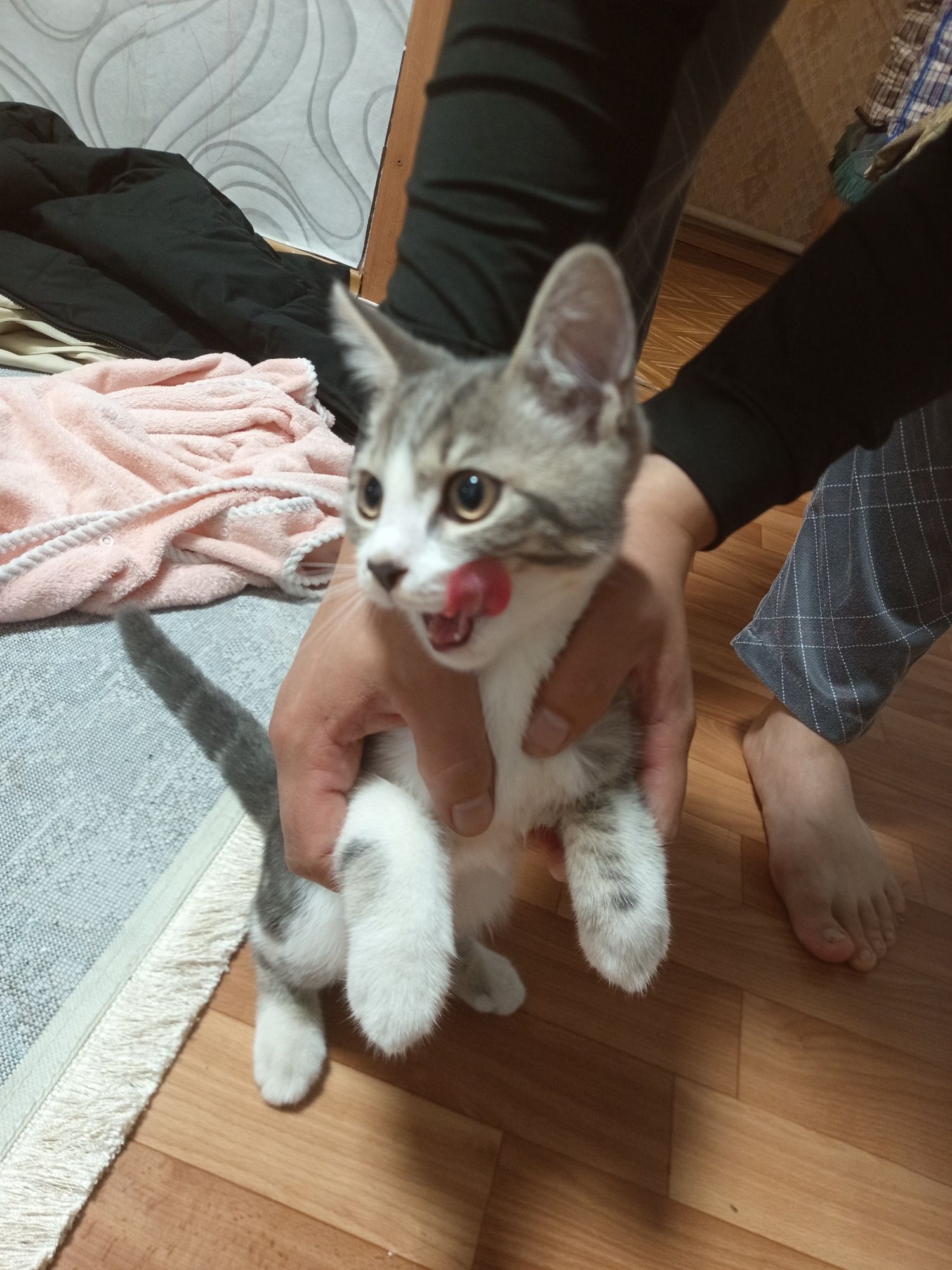 Бесплатно котенок